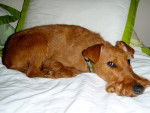 Photo Irish Terrier