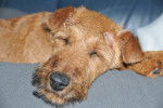 Photo Irish Terrier