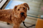 Photo Irish Terrier
