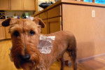 Photo Irish Terrier