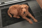Un Irish Terrier allongé sur un tapis 