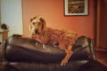 Un Irish Terrier allongé sur un canapé et semblant détendu