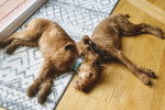 Photo Irish Terrier