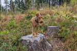 Un Irish Terrier sur un tronc d'arbre et portant un collier autour du cou