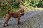 Un Irish Terrier sur un chemin de terre et ayant un os dans sa gueule 