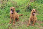 Deux Irish Terrier assis sur un terrain herbeux et ayant tous les deux leurs langues pendantes