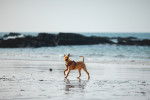 Un Irish Terrier sur une surface sableuse et portant un harnais 