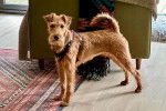 Un Irish Terrier sur un plancher et portant un harnais 