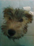Guinness - Irish Terrier (5 mois)