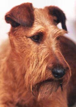 Irish Terrier - Irish Terrier