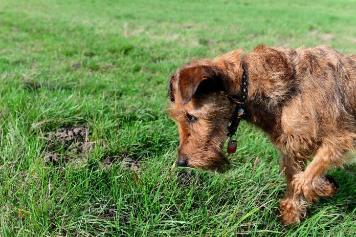 Photo Irish Terrier