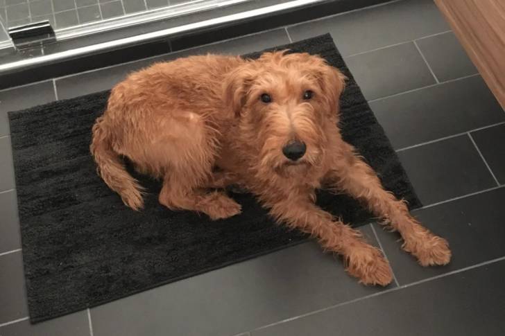 Un Irish Terrier allongé sur un tapis 