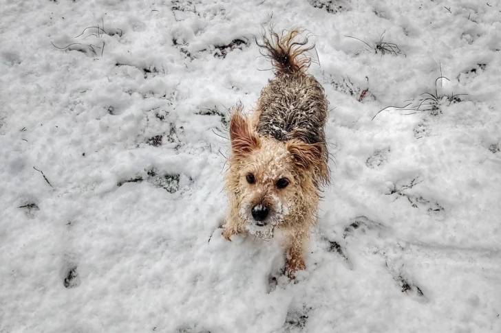 Un Irish Terrier sur une surface enneigée et regardant vers la caméra