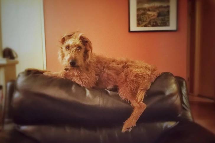 Un Irish Terrier allongé sur un canapé et semblant détendu