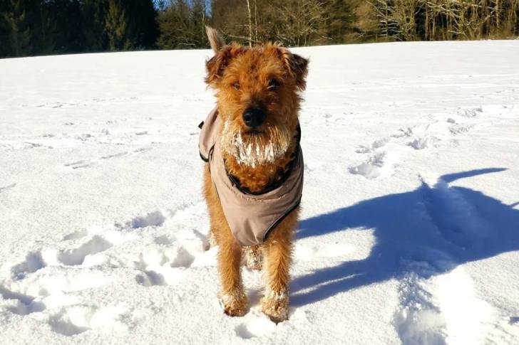 Un Irish Terrier sur une surface enneigée et portant un habit pour chien