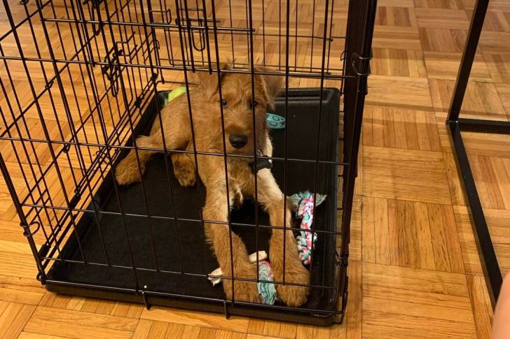 Un Irish Terrier allongé dans une cage et portant un collier autour du cou