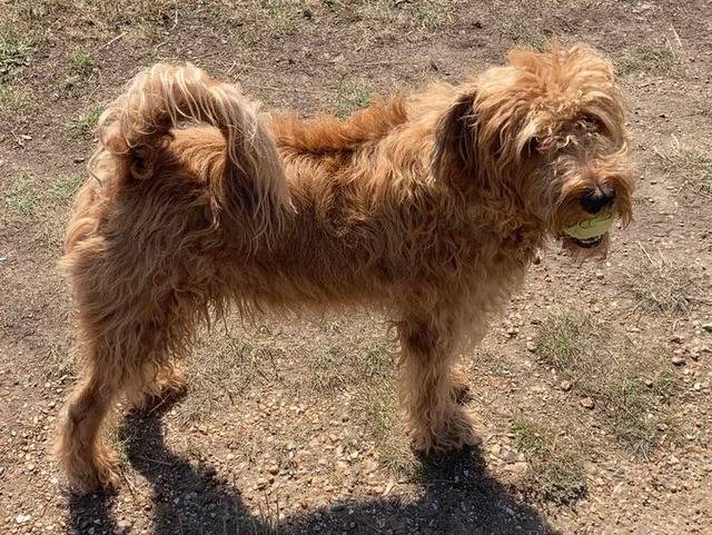 Un Irish Terrier sur une surface de terre sèche et ayant une balle dans sa gueule 