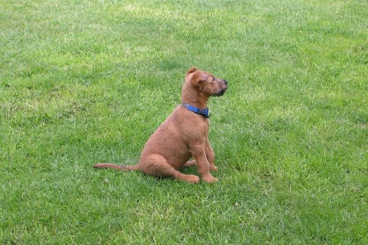Photo Irish Terrier