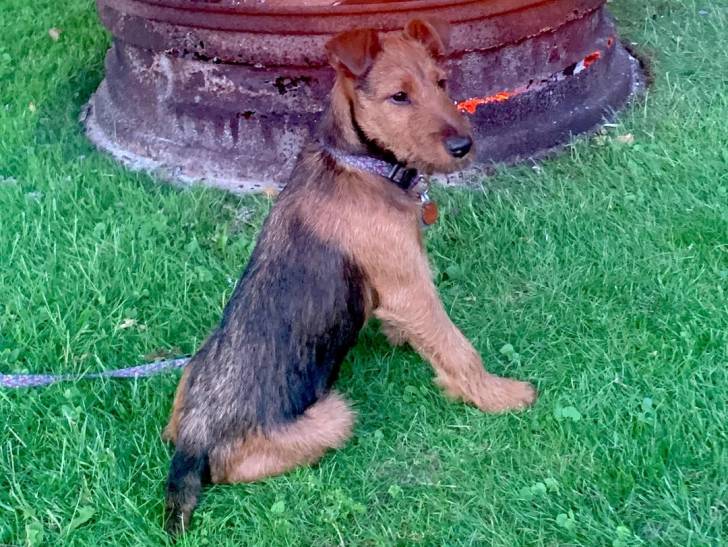 Un Irish Terrier assis sur une surface gazonnée et qui est tenu en laisse 