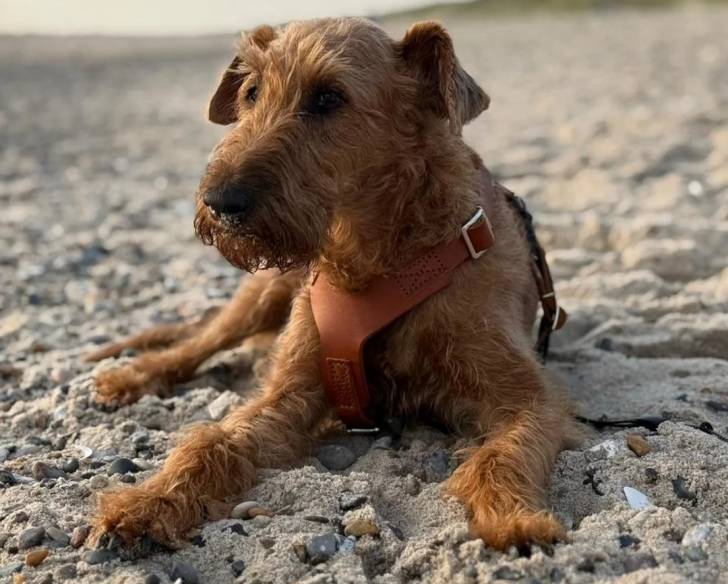 Un Irish Terrier allongé sur une surface sableuse et portant un harnais 