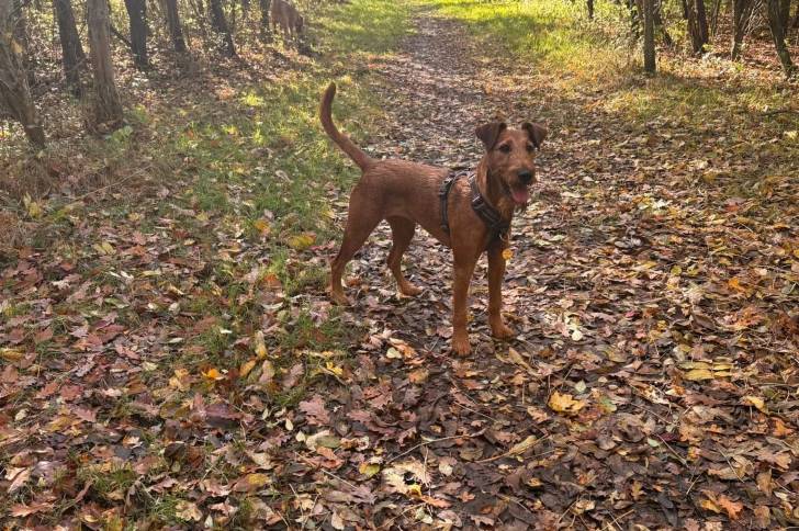 Un Irish Terrier sur un sol jonchés de feuilles mortes et portant un harnais 