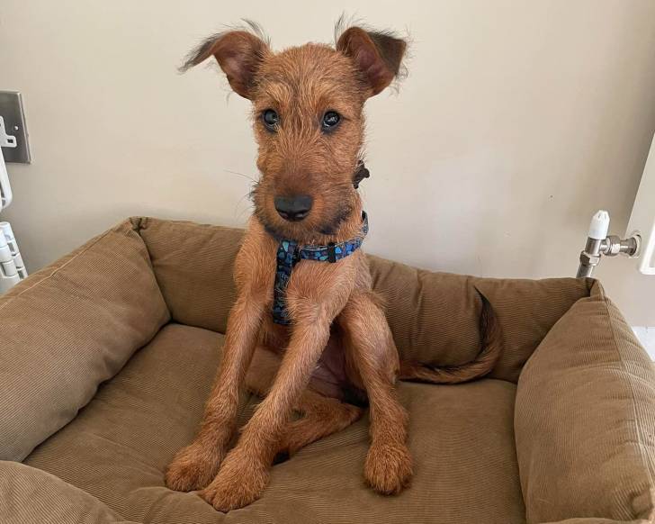 Un Irish Terrier assis dans un panier et portant un harnais 