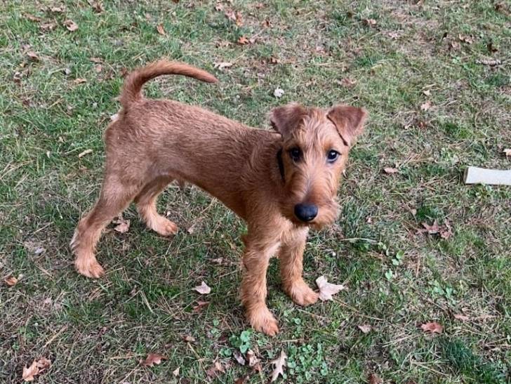 Un Irish Terrier sur un terrain herbeux et portant un collier autour du cou