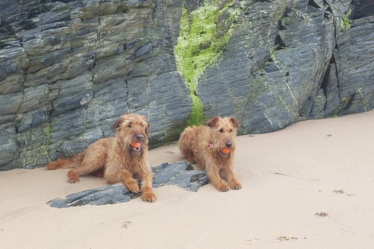 Deux Irish Terrier allongé sur une surface sableuse et ayant tous les deux une balle dans leurs gueules