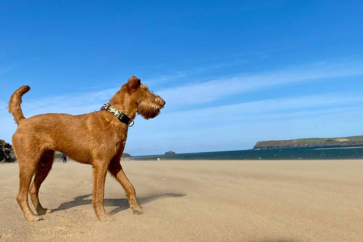 Un Irish Terrier sur une surface sableuse et portant un collier autour du cou
