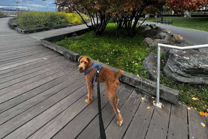 Un Irish Terrier sur un plancher et qui est tenu en laisse 
