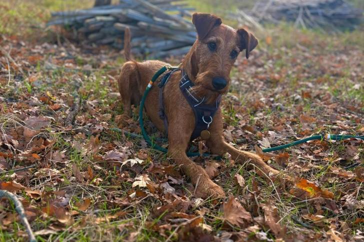 Un Irish Terrier allongé sur une surface herbacée et portant un harnais 