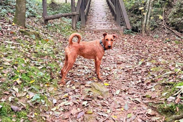 Un Irish Terrier sur un sol jonchés de feuilles mortes et portant un collier autour du cou