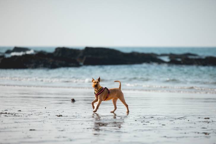 Un Irish Terrier sur une surface sableuse et portant un harnais 