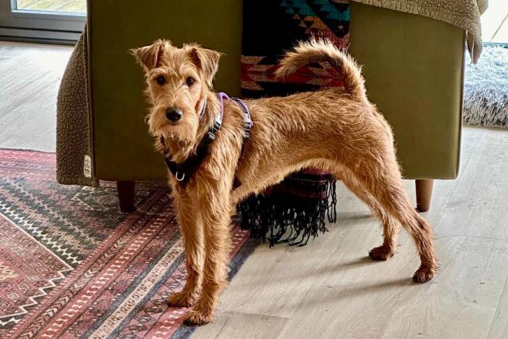 Un Irish Terrier sur un plancher et portant un harnais 