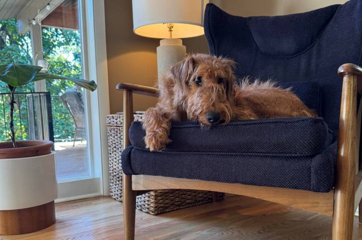 Un Irish Terrier allongé sur un fauteuil et semblant détendu