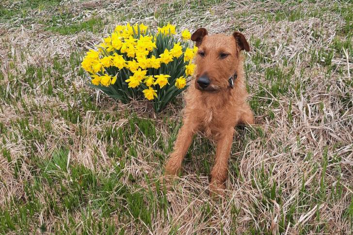Un Irish Terrier assis sur un terrain herbeux et portant un collier autour du cou