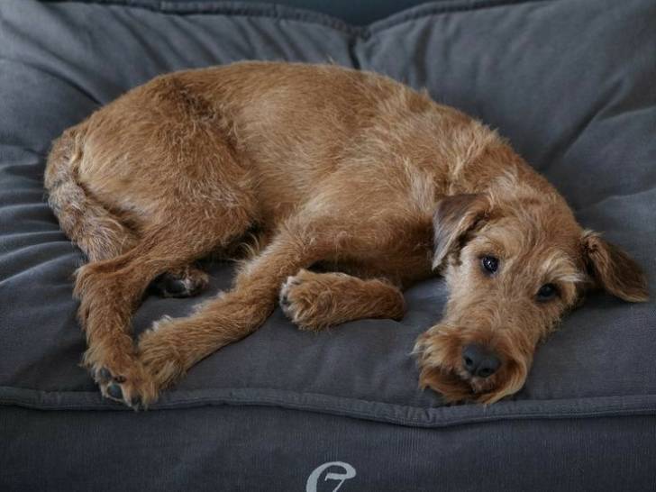 Un Irish Terrier allongé sur un canapé et regardant vers la caméra 
