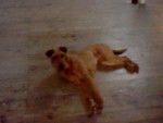 Galice - Irish Terrier Femelle (1 an)