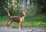 Photo Irish Terrier