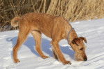 Photo Irish Terrier