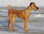 Photo Irish Terrier