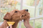 Photo Irish Terrier