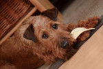 Photo Irish Terrier