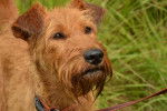 Photo Irish Terrier