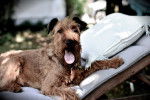 Photo Irish Terrier