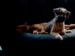 Photo Irish Terrier