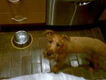 Photo Irish Terrier