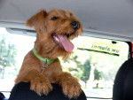 Photo Irish Terrier