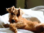 Photo Irish Terrier