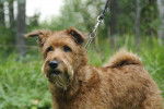 Photo Irish Terrier